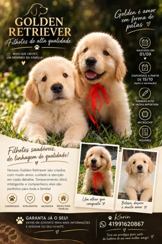 Golden Retriever 