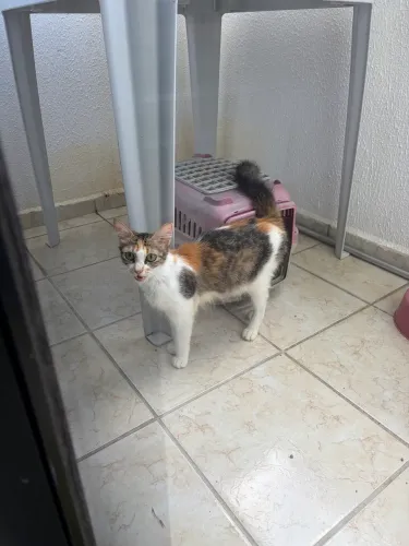 Adoção de gatinha tricolor