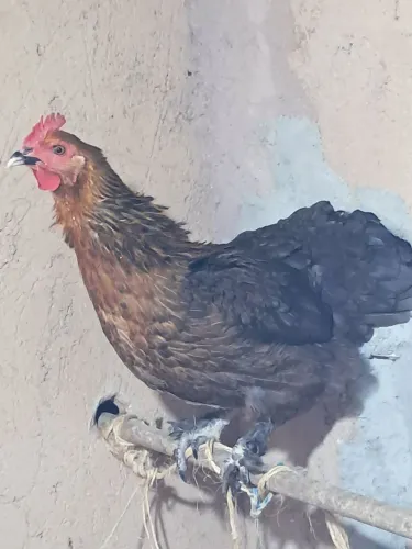 Galinha marans 