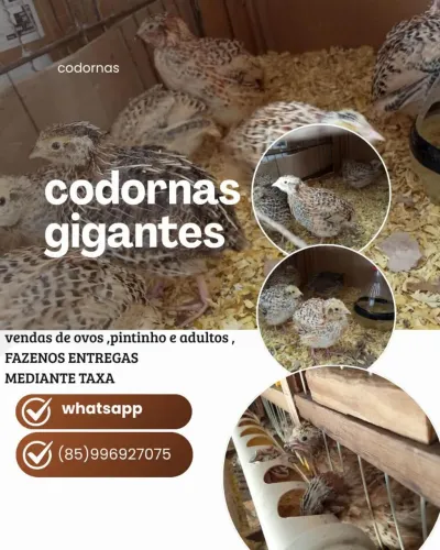 Codorna gigante