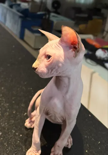 Vendo linda gata Sphynx 