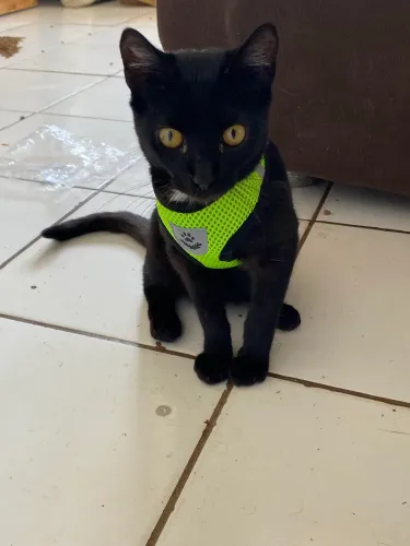 Gatos