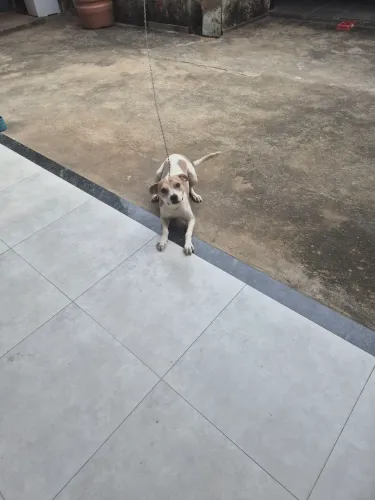 Cachorro  para doação  mais ou menos 1 ano de idade