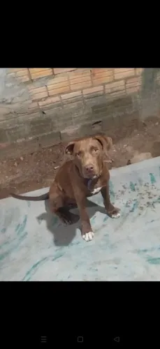 Pitbull