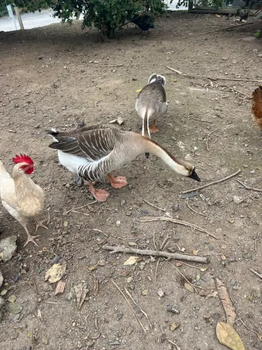 Ovos de gansa