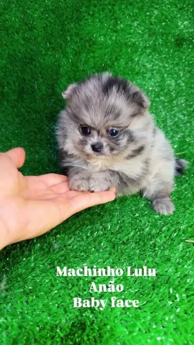 Spitz Alemão Macho Merle Disponível para Belo Horizonte
