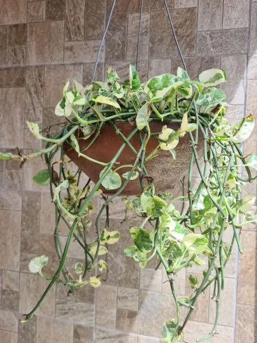 Vende-se jarro já com planta