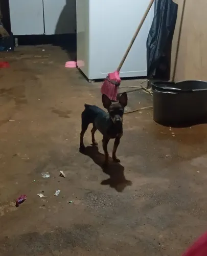 Pinscher n°1 femea