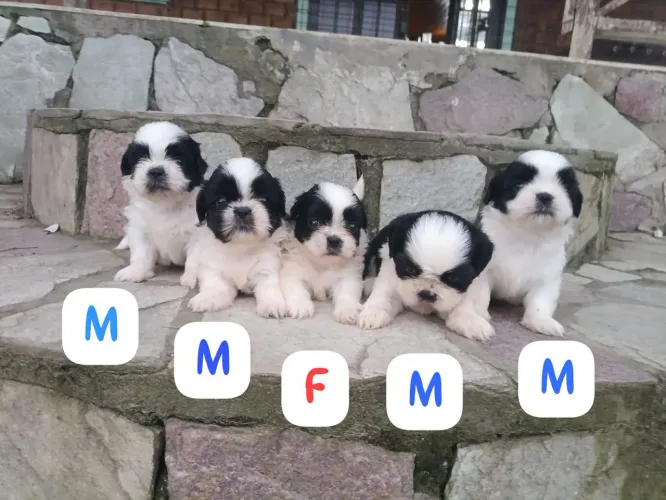 Lindos filhotes de Shihtzu