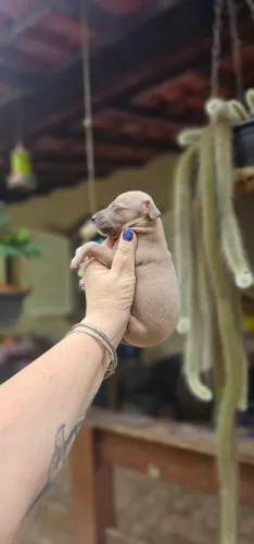 Galgo Italiano Macho - Pura elegância 