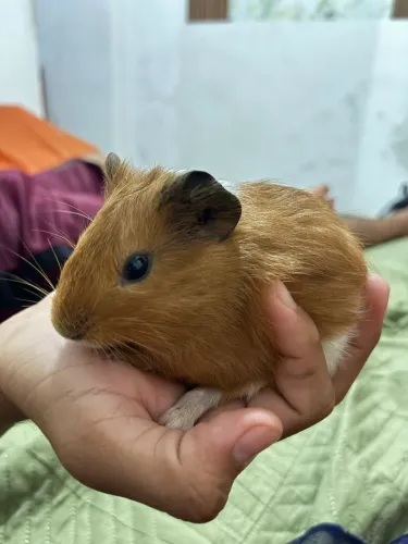 Vendo esse porquinho da índia filhote 3 meses 