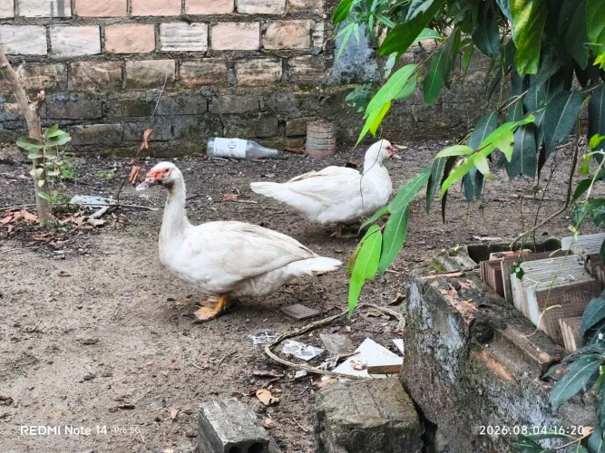 Patos Paysandu