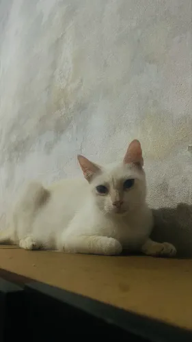 Doar gata
