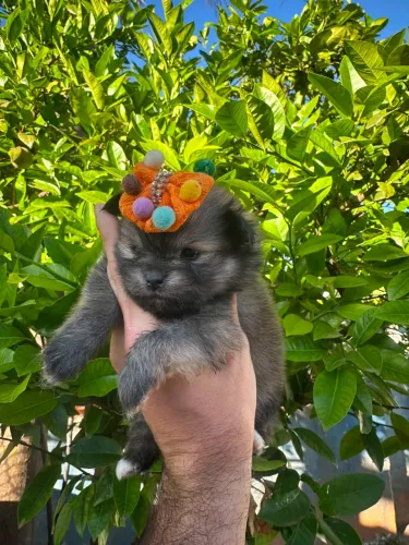 Filhotes spitzs alemão anao machos e fêmea