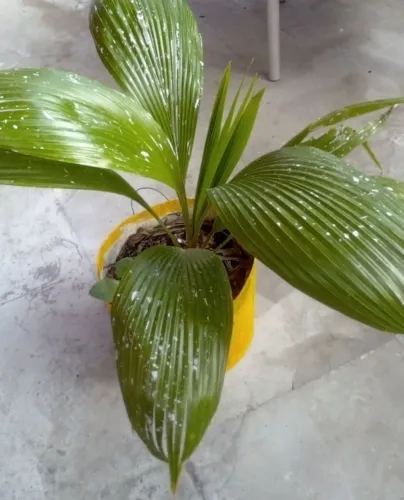 Palmeira Leque (entrega grátis)