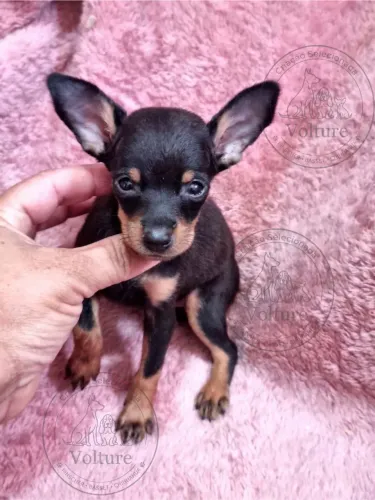 Pinscher menor tamanho 0