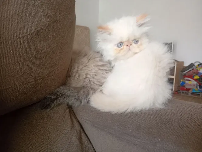 EXTRA EXTRA GATOS PRESAS DISPONÍVEIS 