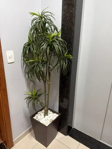 Plantas decorativas