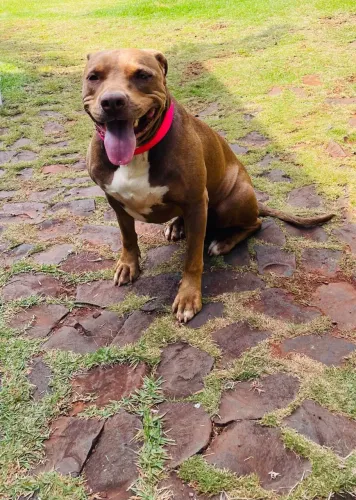 Pitbull fêmea