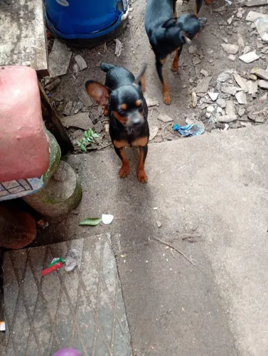 Pincher