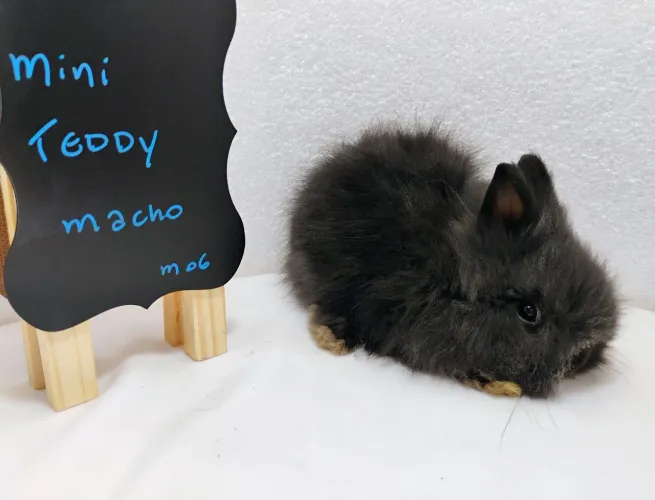 Mini Coelhos Teddy e Mini Lion Head