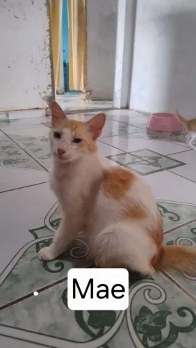 Gatinhos