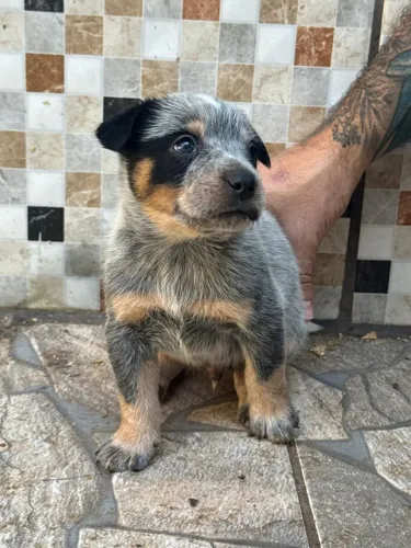 Vendo filhotes de blue heeler (boiadeiro australiano)