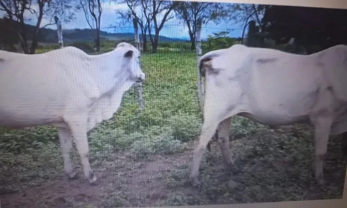 VACAS NELORE