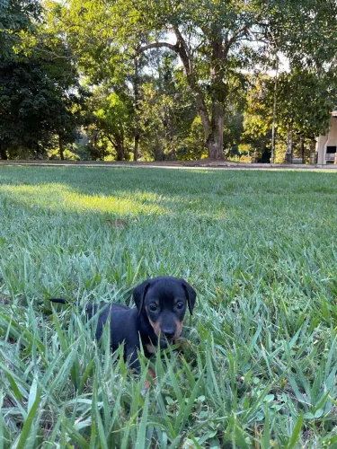 Dachshund Preto 