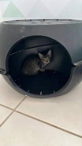 Gatinho filhote pra adoção