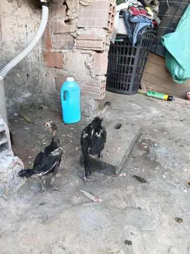 Pintinhos de raça 
