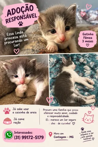 Doação de gata fêmea