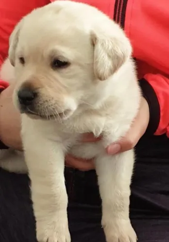Um Labrador para encher sua vida de alegria ? parcelamos em até 12x sem juros