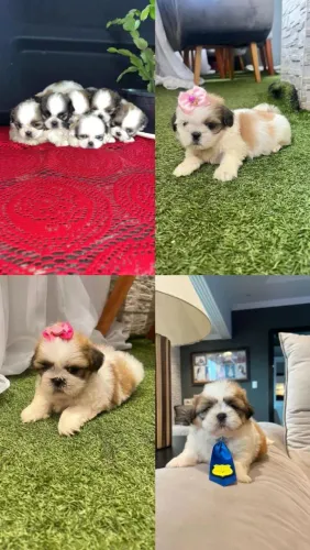 Shih Tzu maravilhosa 