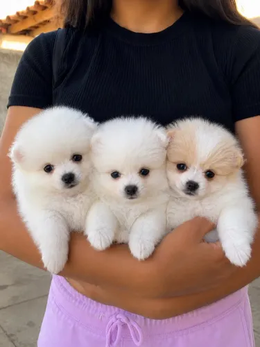 Filhotes de Lulu da pomerânia