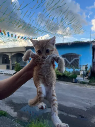 Doa-se duas gatas filhotes 2 meses
