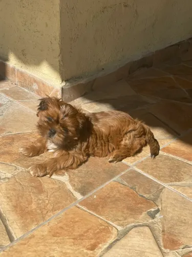 Cachorro Shih tzu