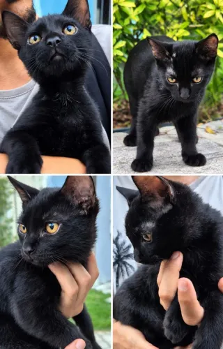 Gatinho para doação responsável
