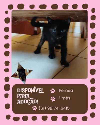 Adoção Responsável; Gata fêmea filhote