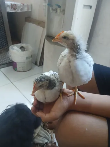 Vendo pintos 3 meses