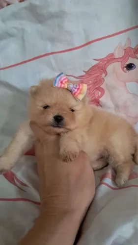 Lulu anao com 45 dias fêmea vacinado