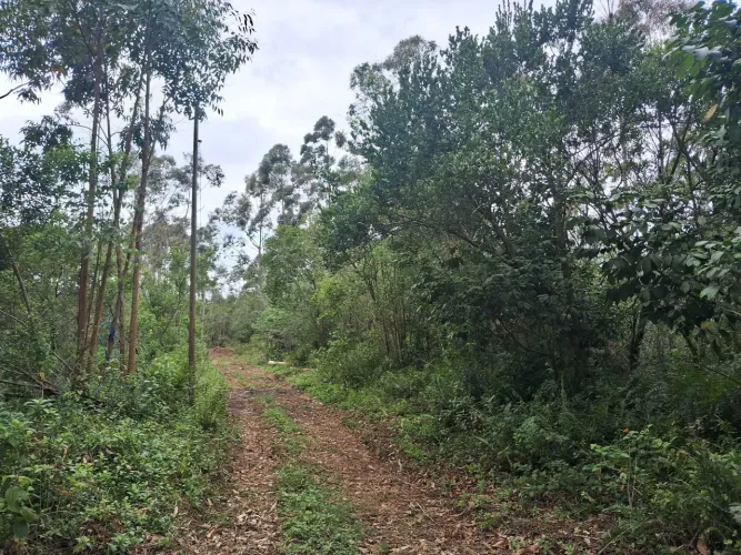 Lote próximo da lagoa em Imbituba