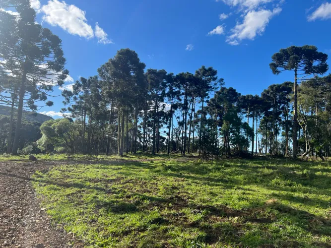 Sítio 23 hectares prox. Vinícola Pericó - São Joaquim
