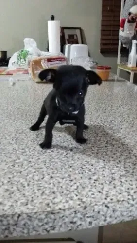 lindos pinscher x chihuahua