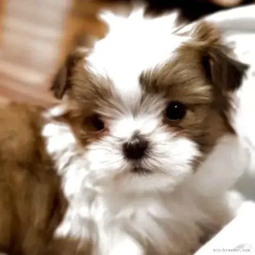 Cachorro Shih Tzu/ Shitzu mini legítimo filhotes vacinados macho e fêmea com pedigree