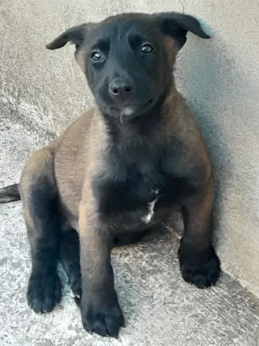 Pastor belga malinois macho