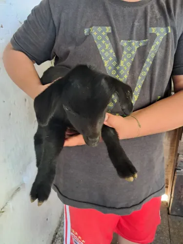 Mini cabritinha filhote a venda