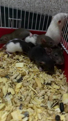 Ratinhos  Twister 
