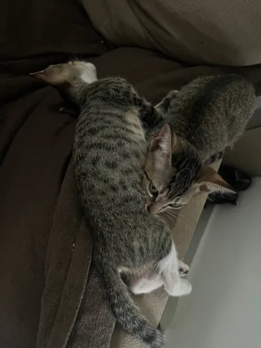 Doação de dois gatinhos