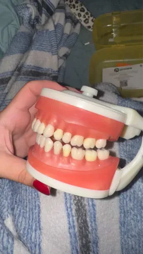 Manequim odontológico de Dentística pronew
